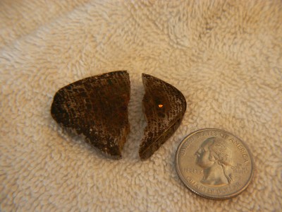 Broken conk slab showing treatment penetration.