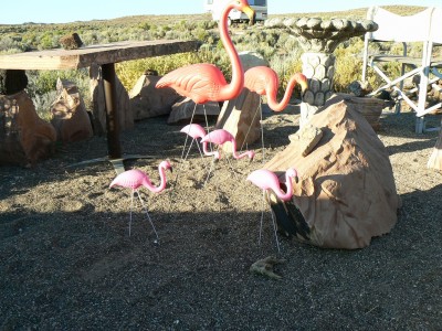 Pink Flamingos among common opalized microscopically Pink Tuff