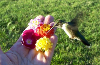 mom & hummingbird.jpg