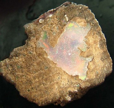 opal in wood.jpg